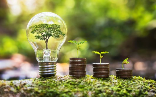 tree growing in ligthbulb with plant growth on money in nature. concept energy and business